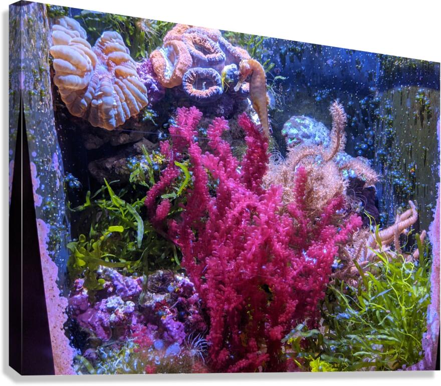 Aquarium Canvas Print