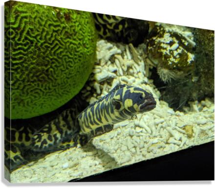 Yellow Eel Canvas Print