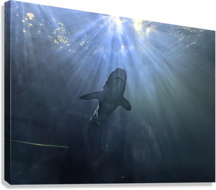 Shark Canvas Print