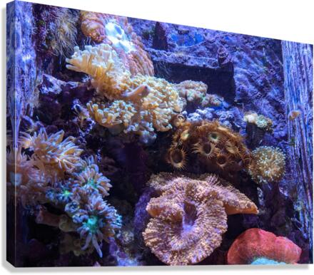 Aquarium Canvas Print