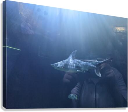 Shark Canvas Print
