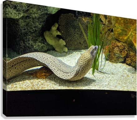 Yellow Eel Canvas Print