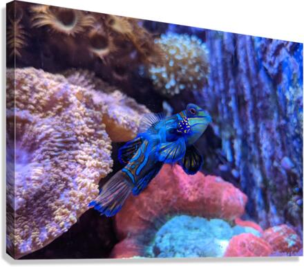 Blue Fish Canvas Print