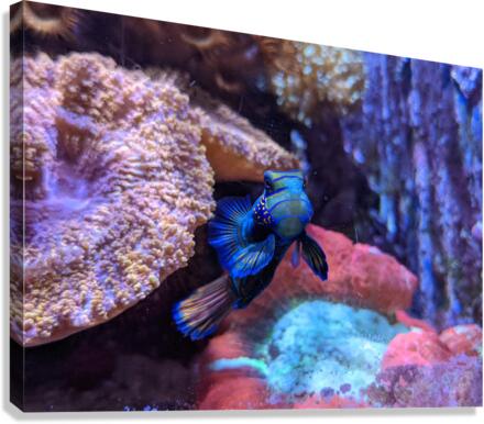 Blue Fish Canvas Print
