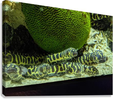 Yellow Eel Canvas Print