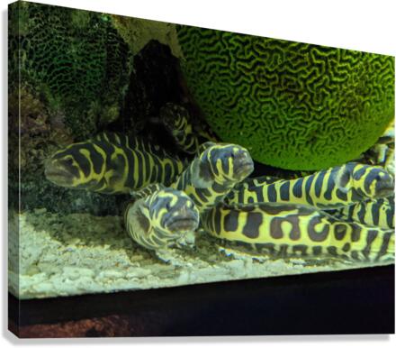 Yellow Eel Canvas Print