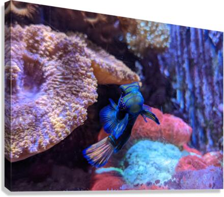 Blue Fish Canvas Print