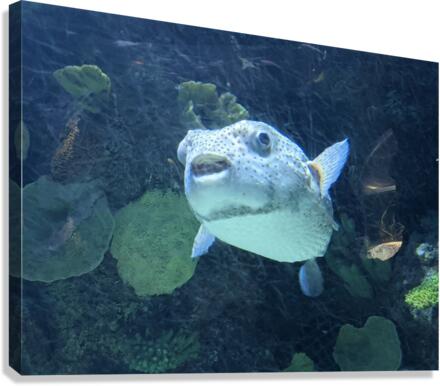 Puffer Fish Canvas Print