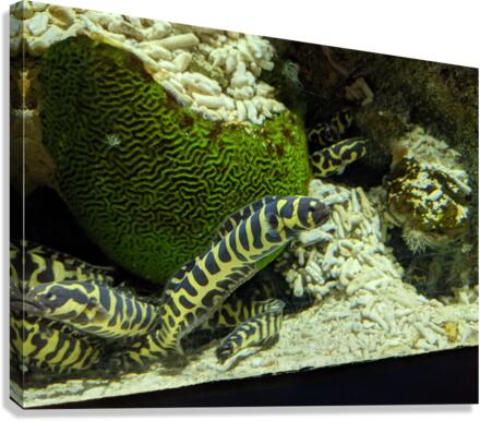Yellow Eel Canvas Print