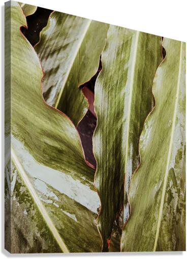 leaves2 Canvas Print