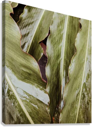 leaves Canvas Print