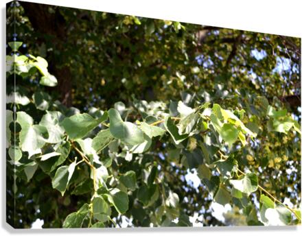 DSC 0171 Canvas Print