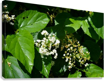 DSC 0392 Canvas Print