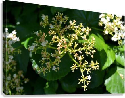 DSC 0391 Canvas Print