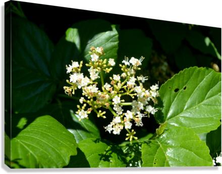 DSC 0393 Canvas Print