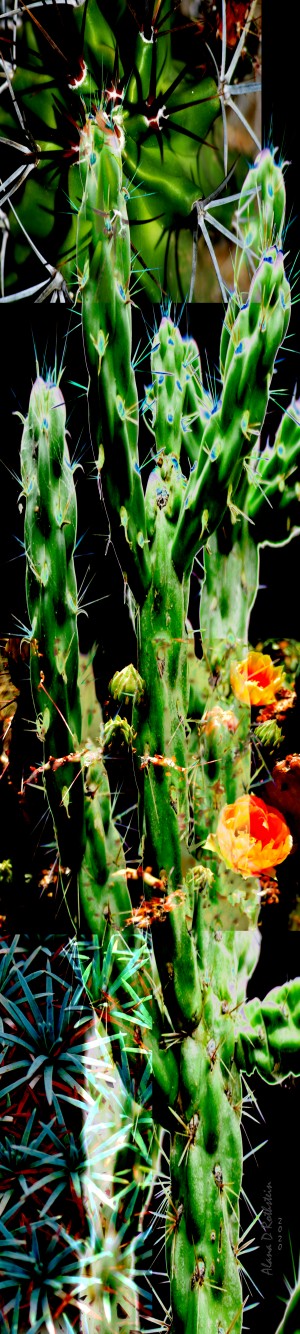 Neon Black Velvet Cactus 1