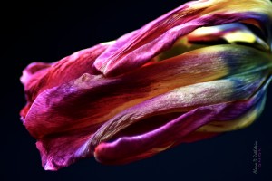 Tulip 3