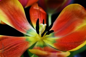 Tulip 2