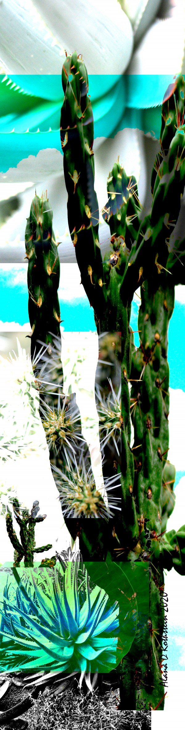 Cactus One Print