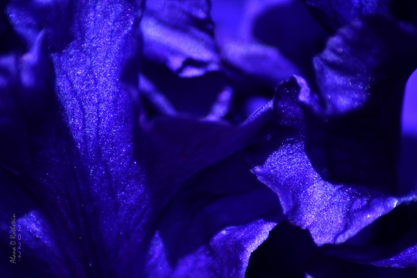 Iris Power Periwinkle 2022 by Alana Rothstein