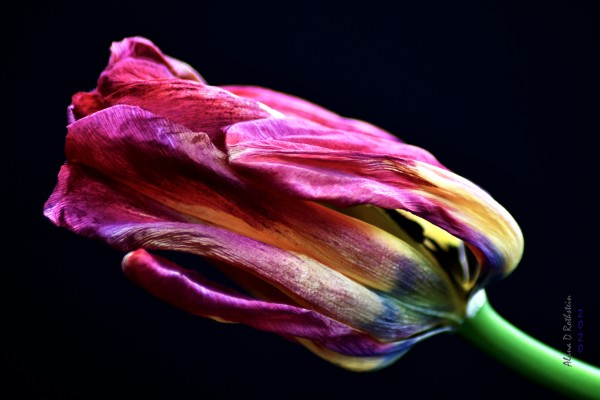 Tulip 4 Print