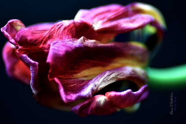 Tulip 5 Print