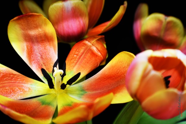 Tulip 1 Print