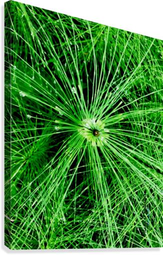 BOTANICA Canvas Print