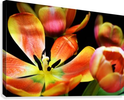 Tulip 1 Canvas Print