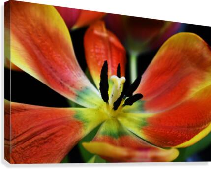 Tulip 2 Canvas Print