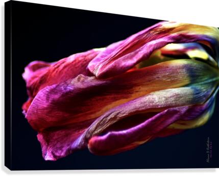 Tulip 3 Canvas Print