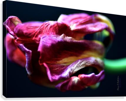 Tulip 5 Canvas Print