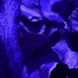 Iris Power Periwinkle 2022