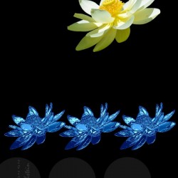 Lotus 1