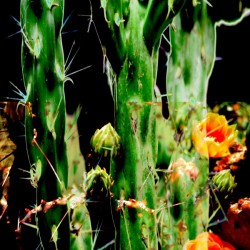 Neon Black Velvet Cactus 1