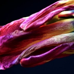 Tulip 3