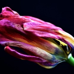 Tulip 4