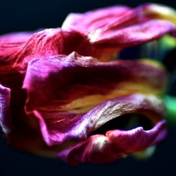 Tulip 5