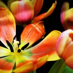 Tulip 1