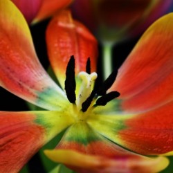 Tulip 2