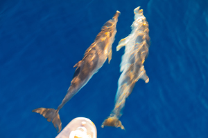 Dolphins at Sea