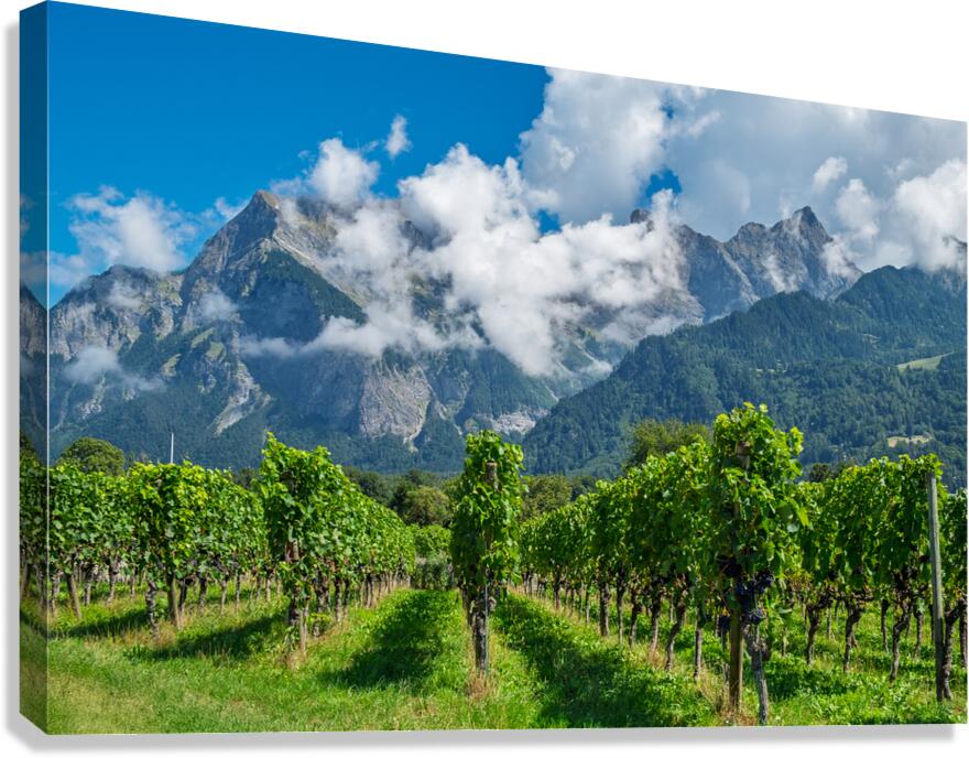 Swiss Vineyard Canvas Print