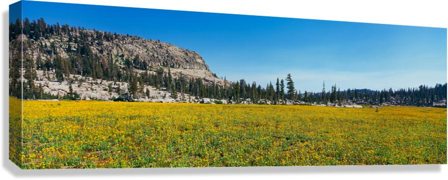 Emigrant Spring Canvas Print