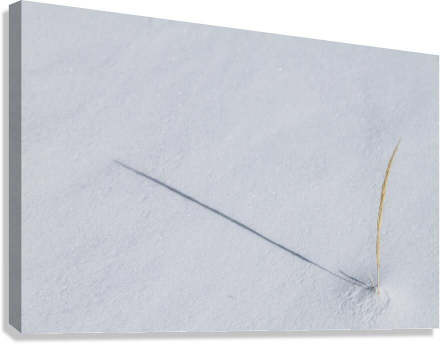 Winter Grass Canvas Print