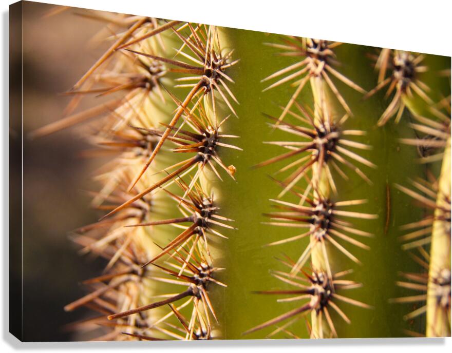 Desert Touch Canvas Print