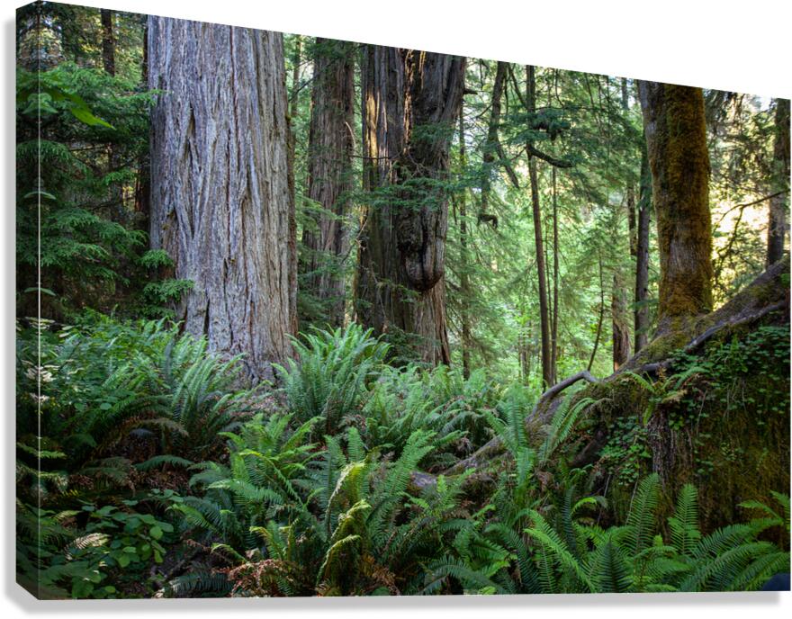 Redwoods Green Canvas Print