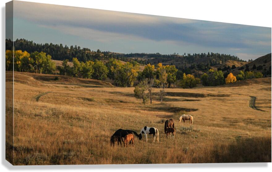 Sweetgrass Canvas Print