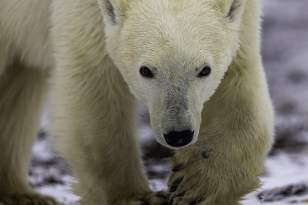 Checking us out by Kevin Barrett