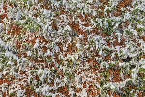background of foliage with snow