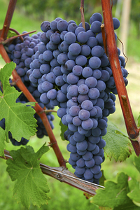 Blue grapes